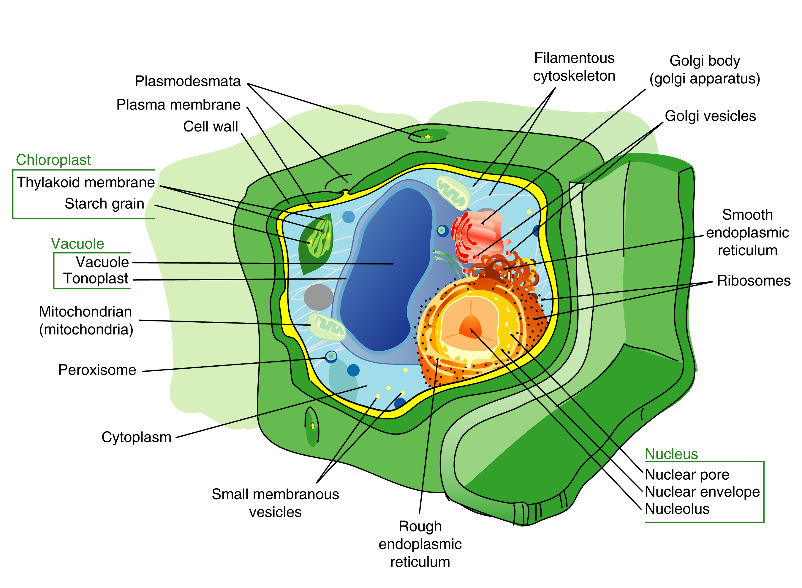 Plant Cells – Deep Within the Temple of Nature » plant cell ...