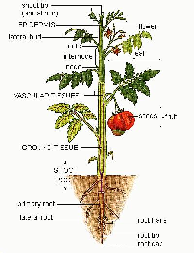 Plant structure  Radical Botany