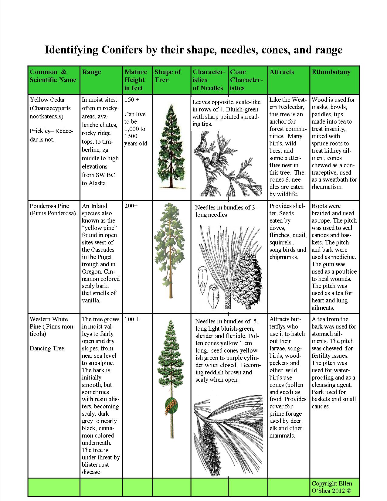 Conifer Identification Chart