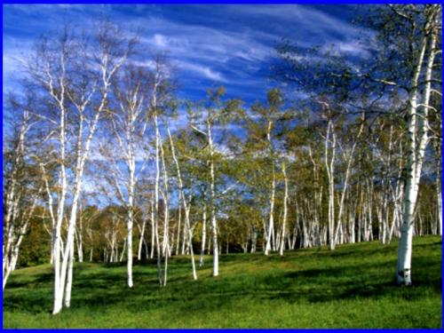 white birch grove