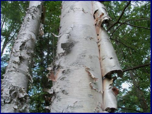 white birch hanging bark