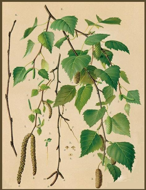white birch leaves-catkins-cones