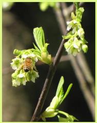 honey bee on indian plum flower