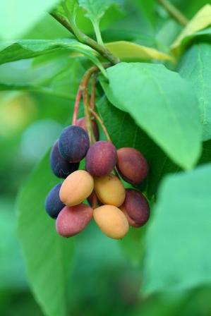Indian plum berries