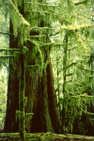 cathedral-grove-moss
