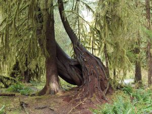 Hall of Mosses - Hoh Rain forest
